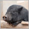 Blacky's Profile Pic
