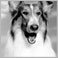Lassie's Profile Pic