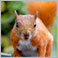 Red's Profile Pic