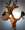 Bobtail Profile Pic Thumbnail